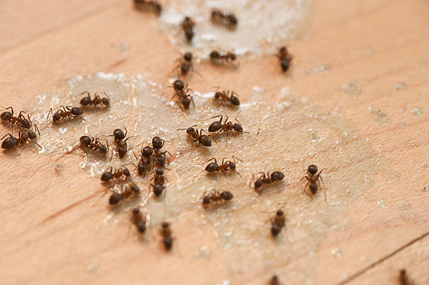 Best Flea Control Services  in Bedminster, NJ