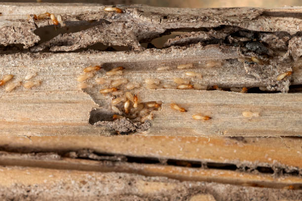 Trusted Bedminster, NJ Pest Control Experts