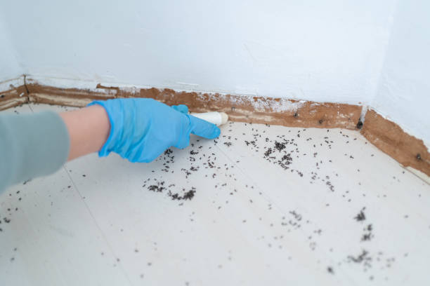 Insect Control in Bedminster, NJ